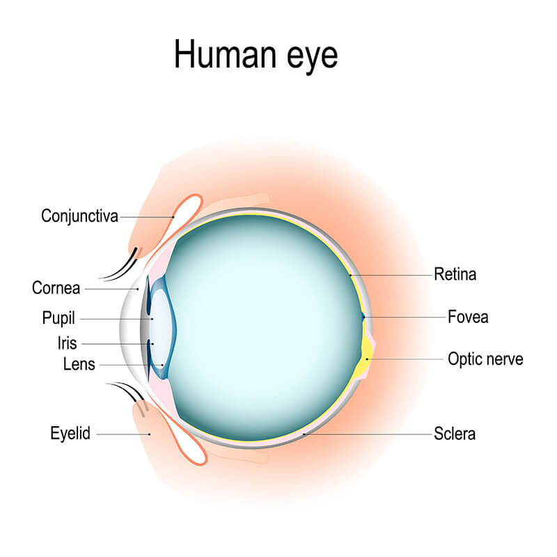 a diagram of a human eye structure