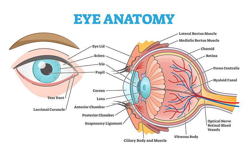 The image is a labelled diagram of eye anatomy, showing the cornea, lens, retina, optic nerve, and other key components. It illustrates how each part of the eye is interconnected and functions together.